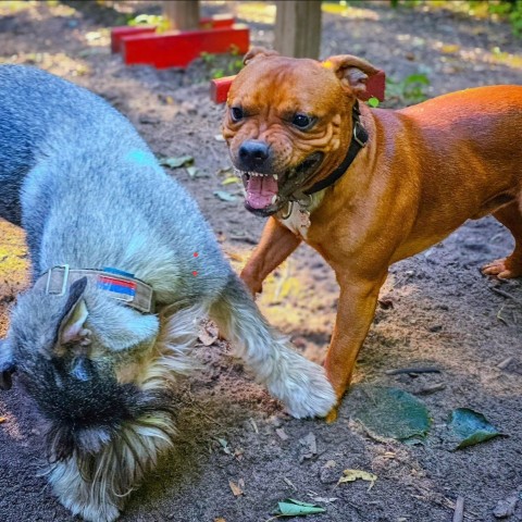 BuchTheStaffy в LOOKY. . 