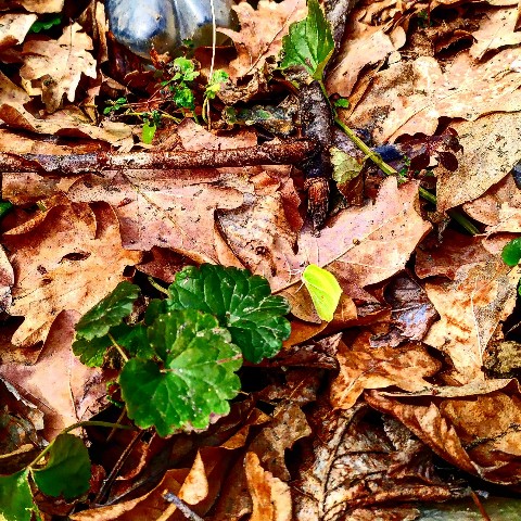 progulkipolecu1 в LOOKY. #леса,,#forests,,#грибы,,#mushrooms,#река,,#вода,,#river,,#water. #леса, #forests, #гр...