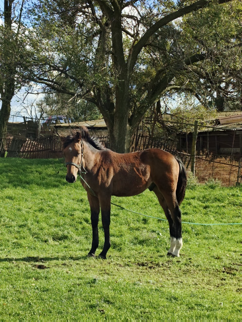 Ann