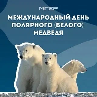 Евгений Балакшин в LOOKY. #белыймедведь,#полярныймедведь,#праздник,#27февраля,#Международныйденьбелогомедведя. Ежегодно 27 февраля ...