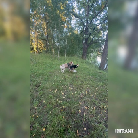 OZ0808 в LOOKY. #хаскисэми,#хаски. Игрища, затоптали вс...