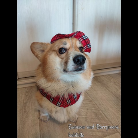 samson_and_barrymore.bobtails в LOOKY. #corgi,#corgipuppy,#corgilife,#corgination,#corgicommunity,#corgigram,#pembrokecorgi,#pembroke,#корги,#коргипемброк,#1ofmarch,#catday,#денькошек,#собака,#собакадругчеловека,#doglife,#коргимания,#коргичемпион,#sweetkitty,#большойкот,#курильскийбобтейл,#kurilianbobtail,#sweetkitty,#catphoto,#catphotography,#1марта,#котипес,#безкотаижизньнета,#мыизкотограма,#looky,#looky_топ,#looky_official. .
Чтоб не говорили, ...