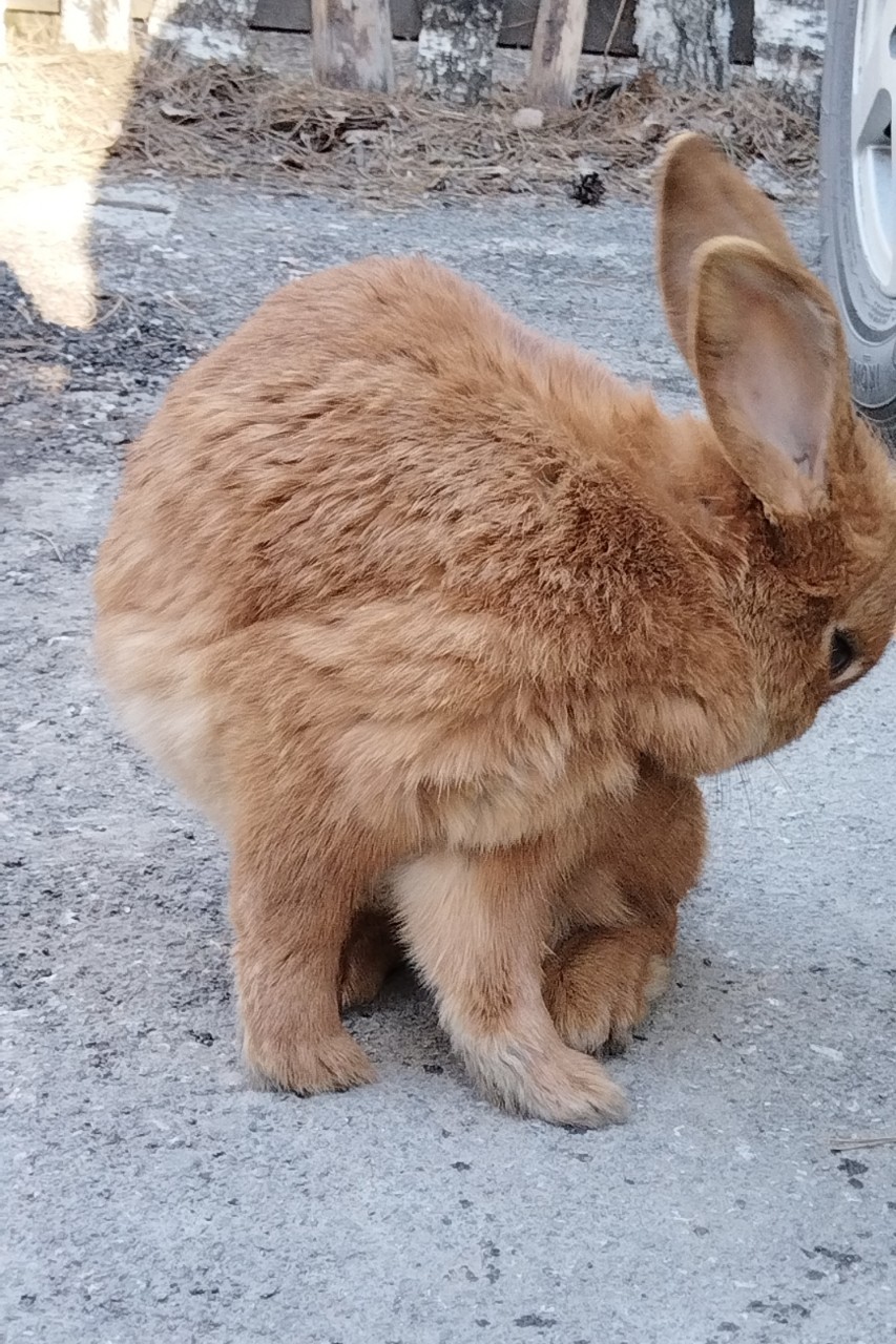 tati_konysova_dolls в LOOKY — фото 5