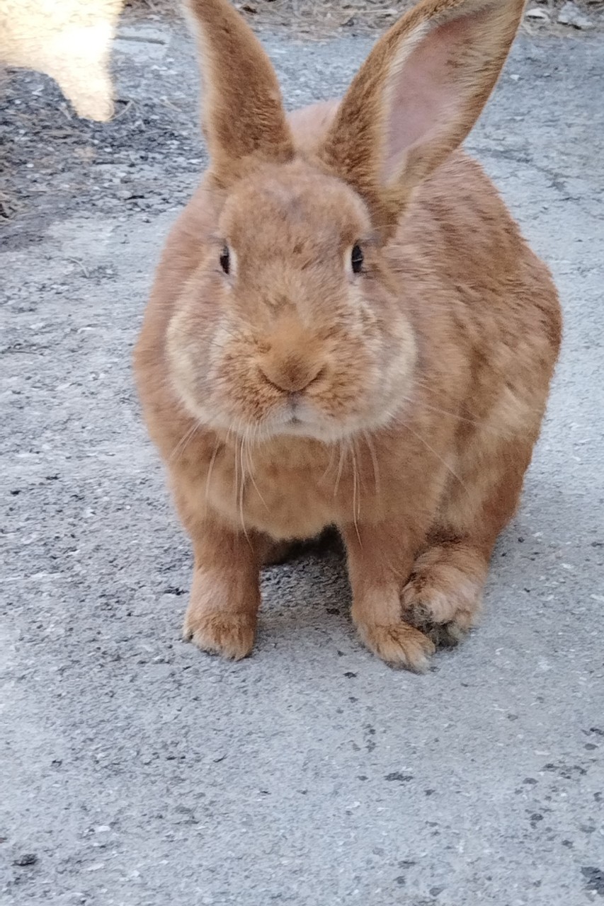 tati_konysova_dolls в LOOKY — фото 1