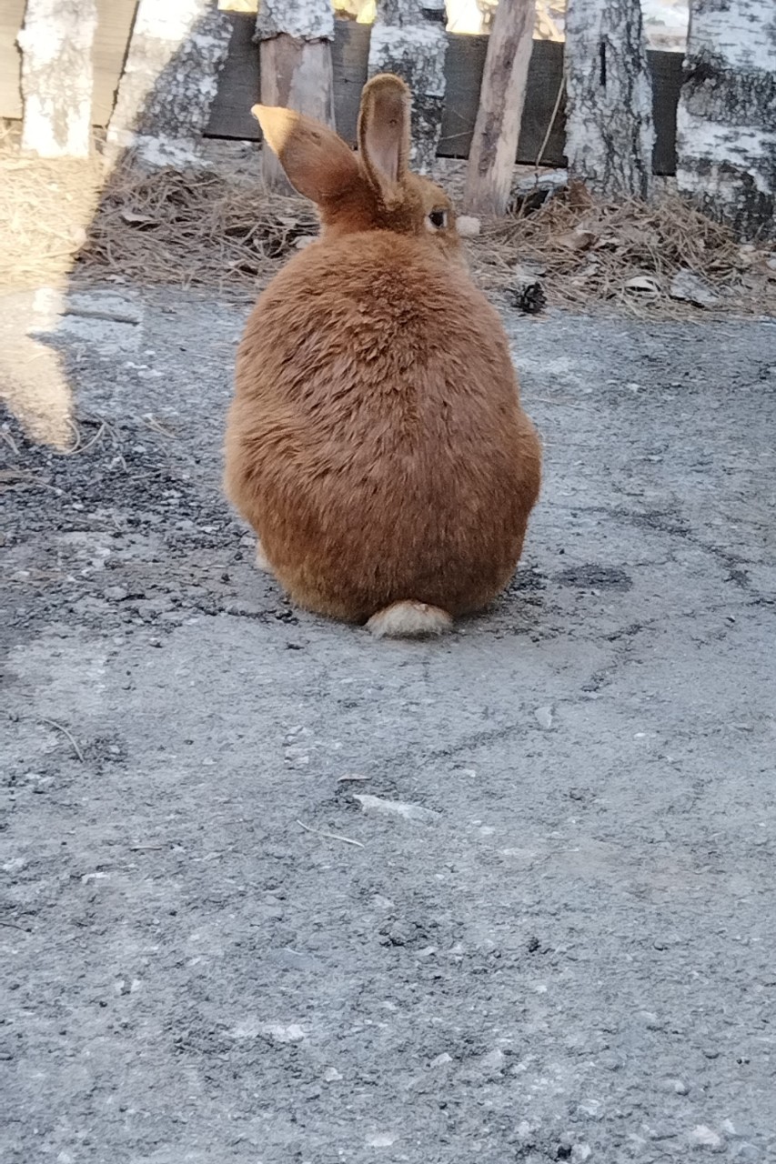 tati_konysova_dolls в LOOKY — фото 2