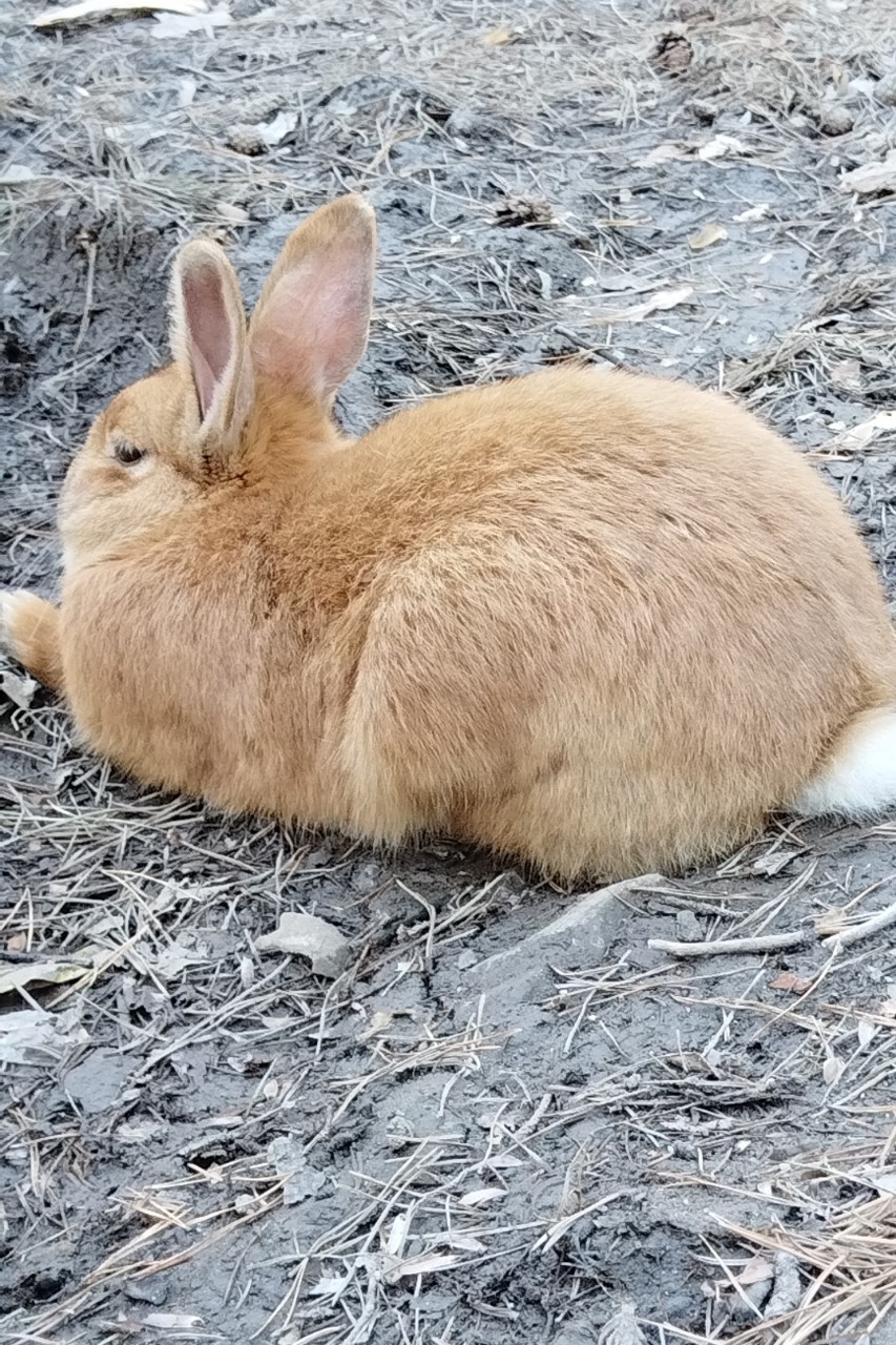 tati_konysova_dolls в LOOKY — фото 4