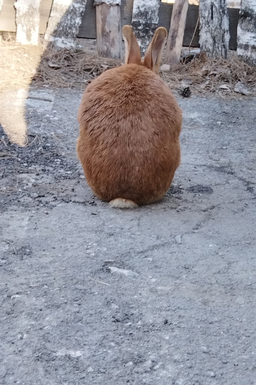 tati_konysova_dolls в LOOKY — фото 3