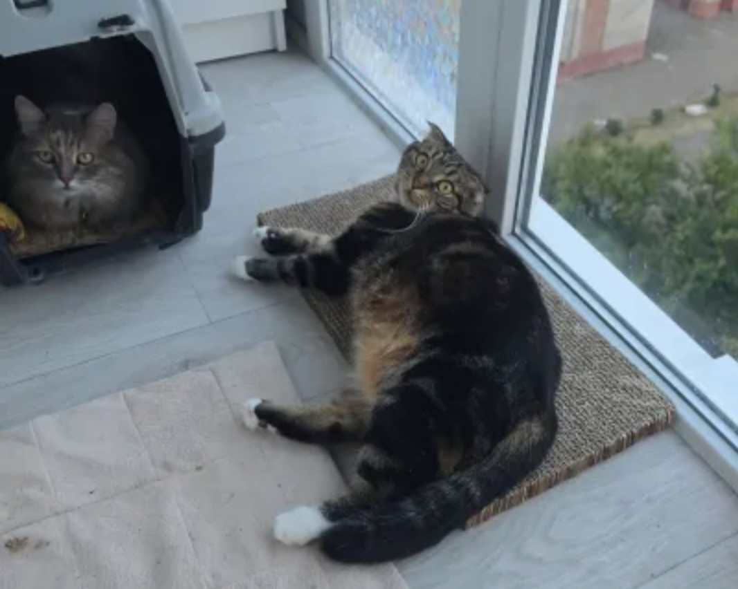 ✅️"Заказчики одобрили. одна из немногих покупок, которая используется котами регулярно. беру такие периодически."✅️
-отзыв Натальи Б.
(Двусторонняя когтеточка (сменный блок))
www.kogtedralka.ru 

#кошки #котики #котята #прокошек #когтеточки #когтедралка #двусторонняя_когтеточка #рекомендации #актуальное #важно #cats #питомцы #животные #круто #супер #номер1 #чудо  #интересно #красота #сегодня #счастье #любовь #лучшаякогтеточка #топ