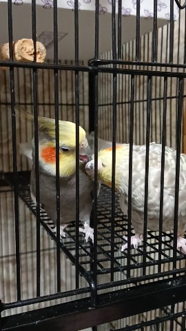 Корелла_116ru in LOOKY. #корелломания,#кешенька_корелла
#Жорик,#Кася,#Касенька,#Жора. Жора💕Кася 

#корелл...