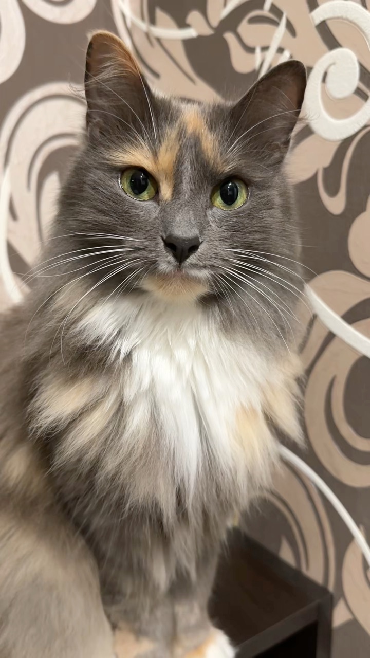 cat_anfisa_alisa в LOOKY. . И вот куда они делис...