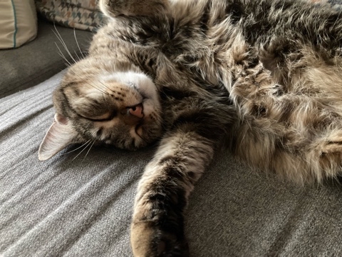 maksen_maksenych в LOOKY. #кошачийблог,#мыизкотограма,#котыванфасивпрофиль,#кот,#жизнькота,#усымоидлинные,#котофото,#котизм,#котэ,#кот,#кошка. Четверг даже лучше ч...