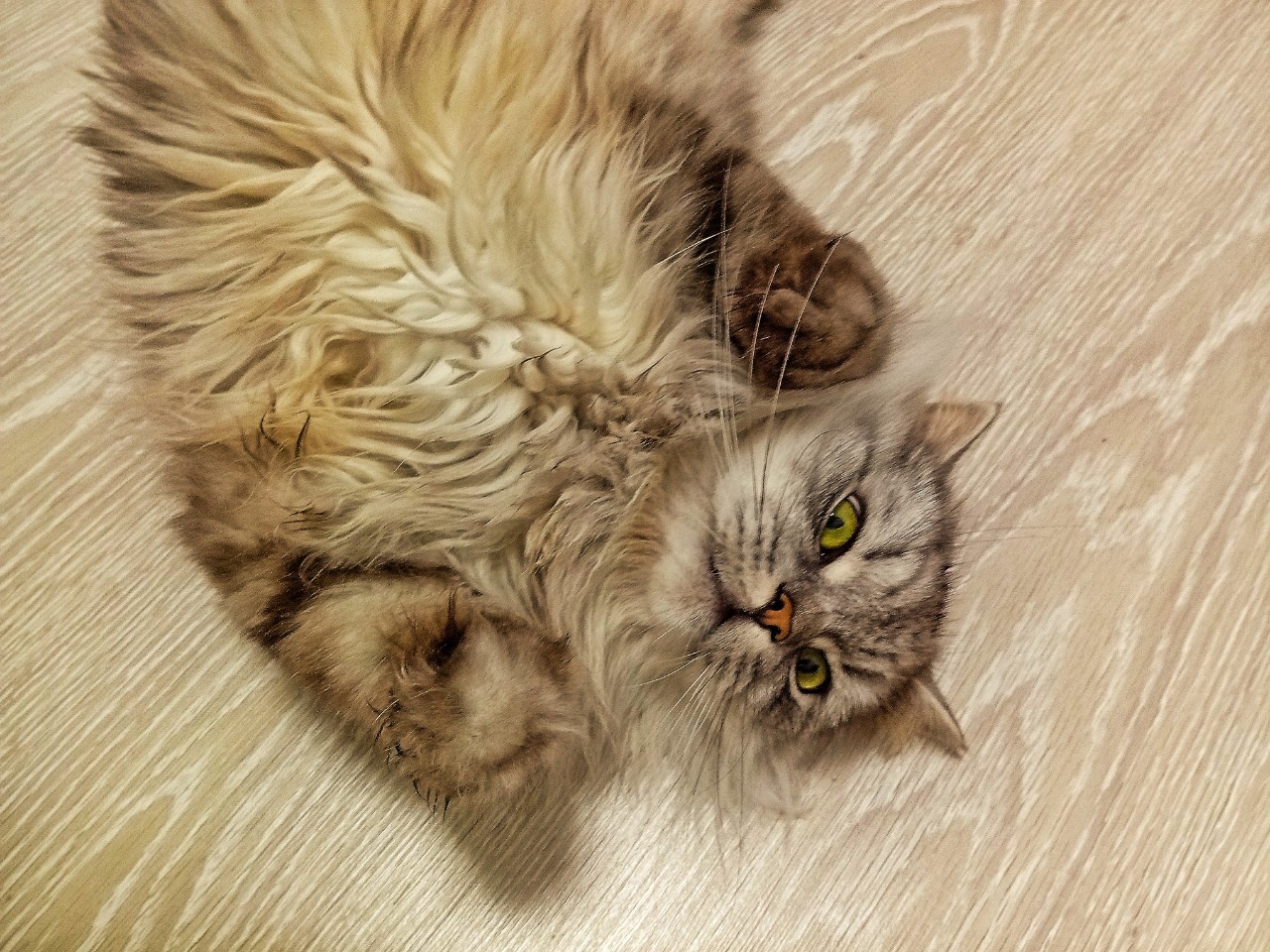 darenka_little в LOOKY. #cats,#коты,#кошки,#питомцы. #cats #коты #кошки #...