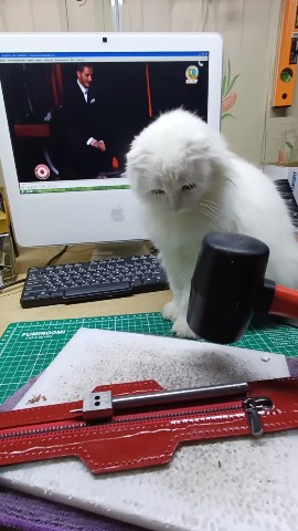 Местные истории в LOOKY. #коте,#кожа,#ручнаяработа. Это моя помощница, к...