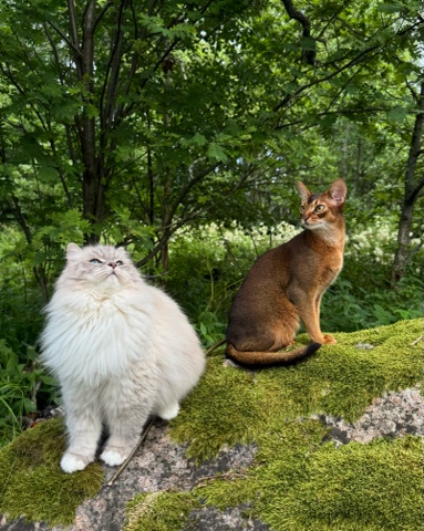 dobro.cats в LOOKY. #хвостатый_друг. Не важно, как они по...