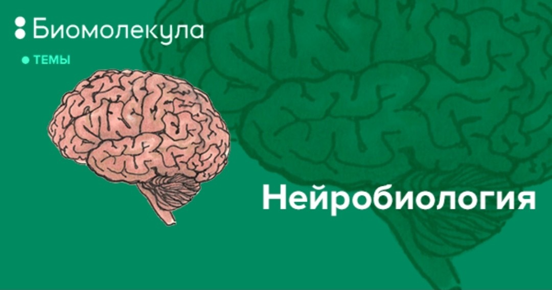 в LOOKY — https://giga.chat/link/gcsUjsNcid