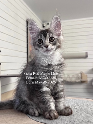 elena.vishneva в LOOKY. #redmagicline,#silvermainecoonkitten,#mainecoonkitten,#котёнокмейнкун,#питомникмейнкуновмосква. Серебряная Принцесса...