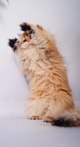 Golden Legend cattery в LOOKY. #best_cat,#bluegolden,#goldcatsunite,#goldenlegendcat,#exellent_kittens,#britishlonghairkitten,#longhaircat,#exellent_kittens,#kittens_of_world,#kittens,#instacatsgram,#instakotiki,#meowmeow,#meow,#mylovecat,#my_loving_pet,#catsofword,#cattery,#cats_of_world,#catstagram,#cats🐱,#catsvideo,#meowmeow,#pets_of_our_world,#pets_of_instagram,#catpaws,#katzenbabys,#lovecats,#bluegoldenchinchilla,#bluehair,#ay11. Второй год в голове ...