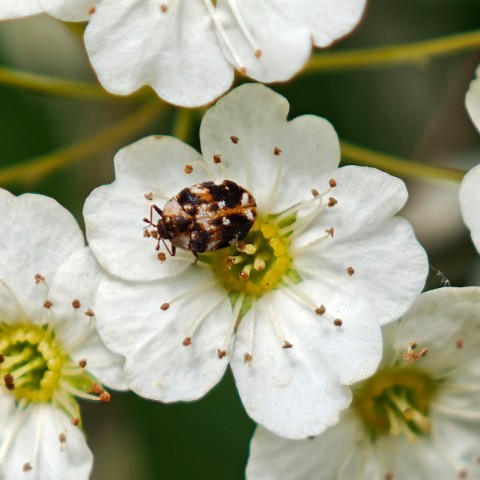 Животный мир Донецкого края в LOOKY. . Кожеед пёстрый — Ant...