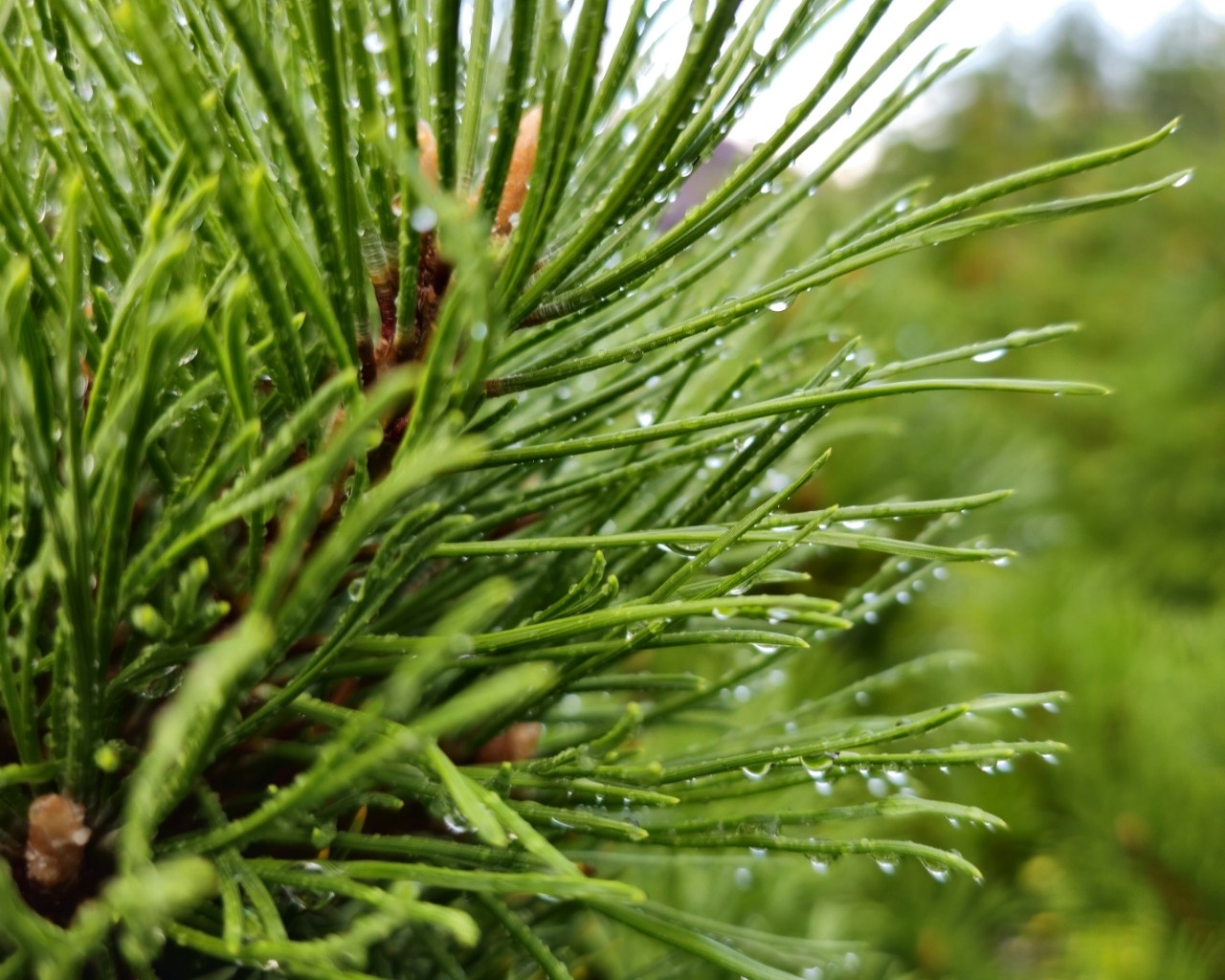 BuchTheStaffy in LOOKY