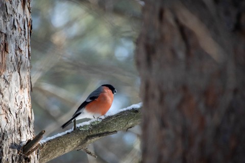 alx.a.lav в LOOKY. #birds,#птицы. #birds #птицы