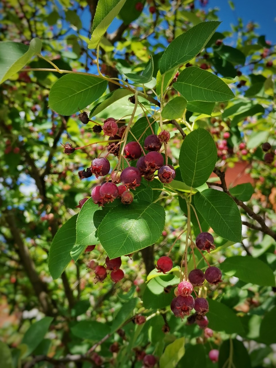 ✨ Летняя ирга 🍒

#фото #ирга #природа #лето #photo #summer #nature #photooftheday #magic_shots #looky #looky_Top #looky_official [#looky_топ ](looky_топ)[#looky_контент ](looky_контент)