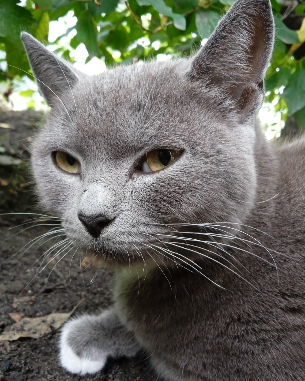 #кошка #дуня
