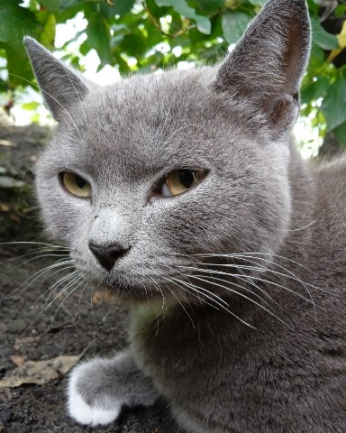 Looky_1706457116070 в LOOKY. #кошка,#дуня. #кошка #дуня