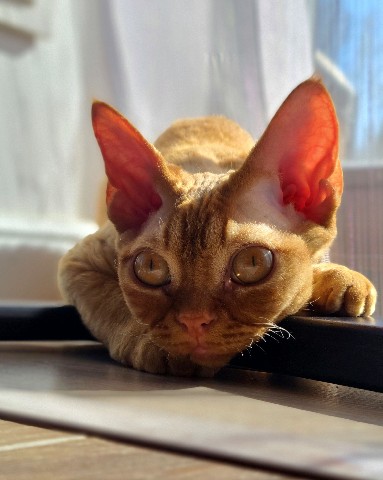 Fluffy_347 в LOOKY. #девонрекс,#рыжийкот,#котАкира. Наш кот Акира ☀️ имя...