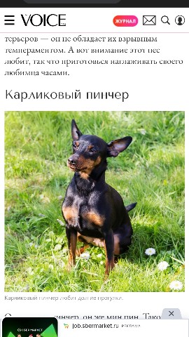 vano в LOOKY. . Собака