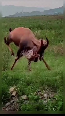 INSIDE-WILDLIFES в LOOKY. . https://youtube.com/...