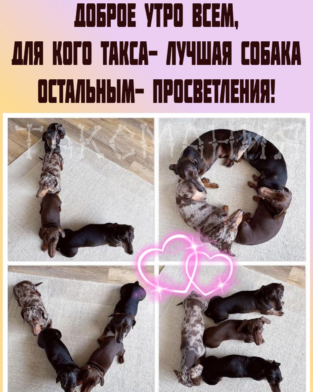 Таксмания в LOOKY — #такса #таксмания #позитив #таксыблогеры #таксизм #таксалучш