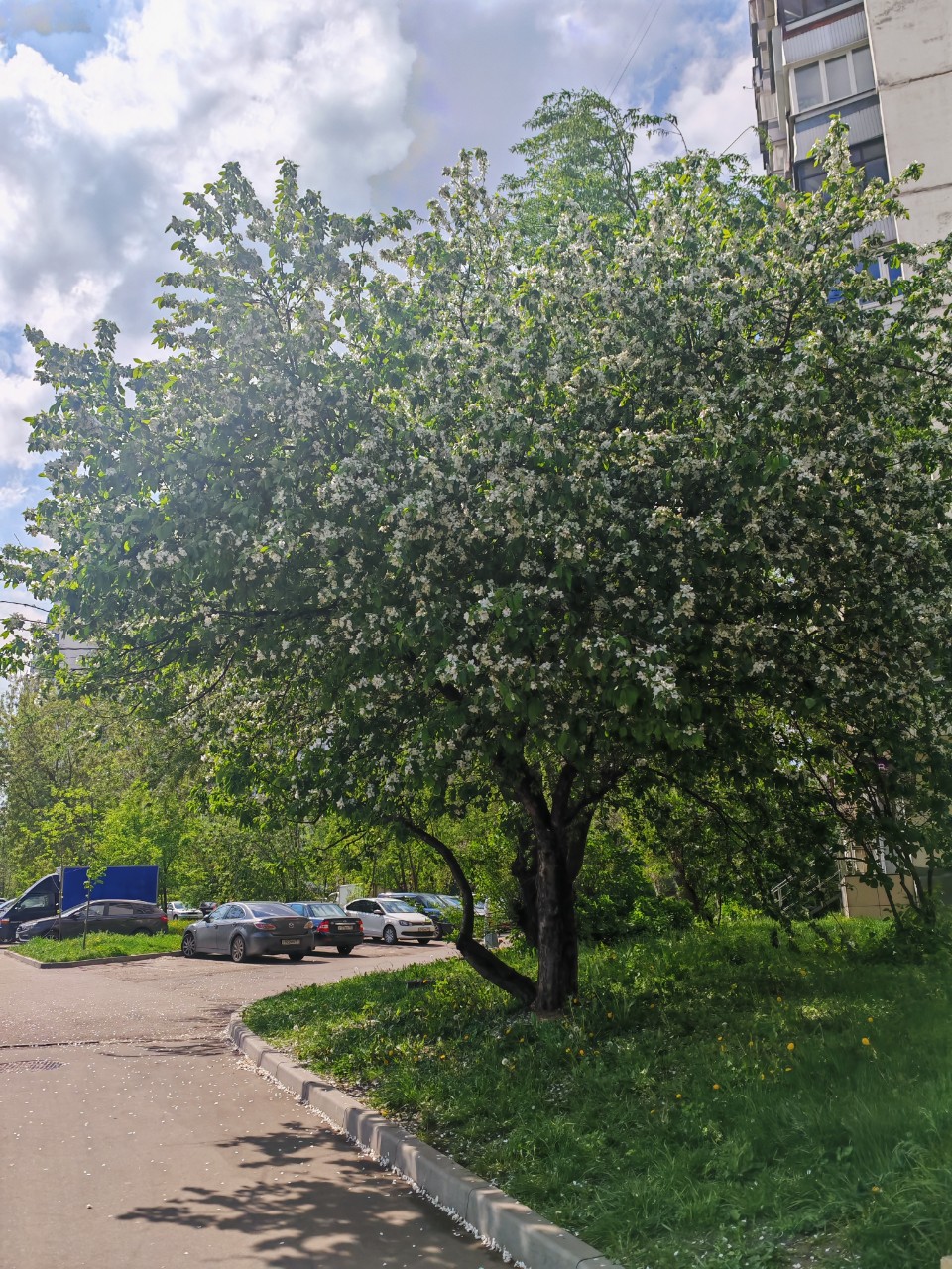 #весна #яблоня #москва