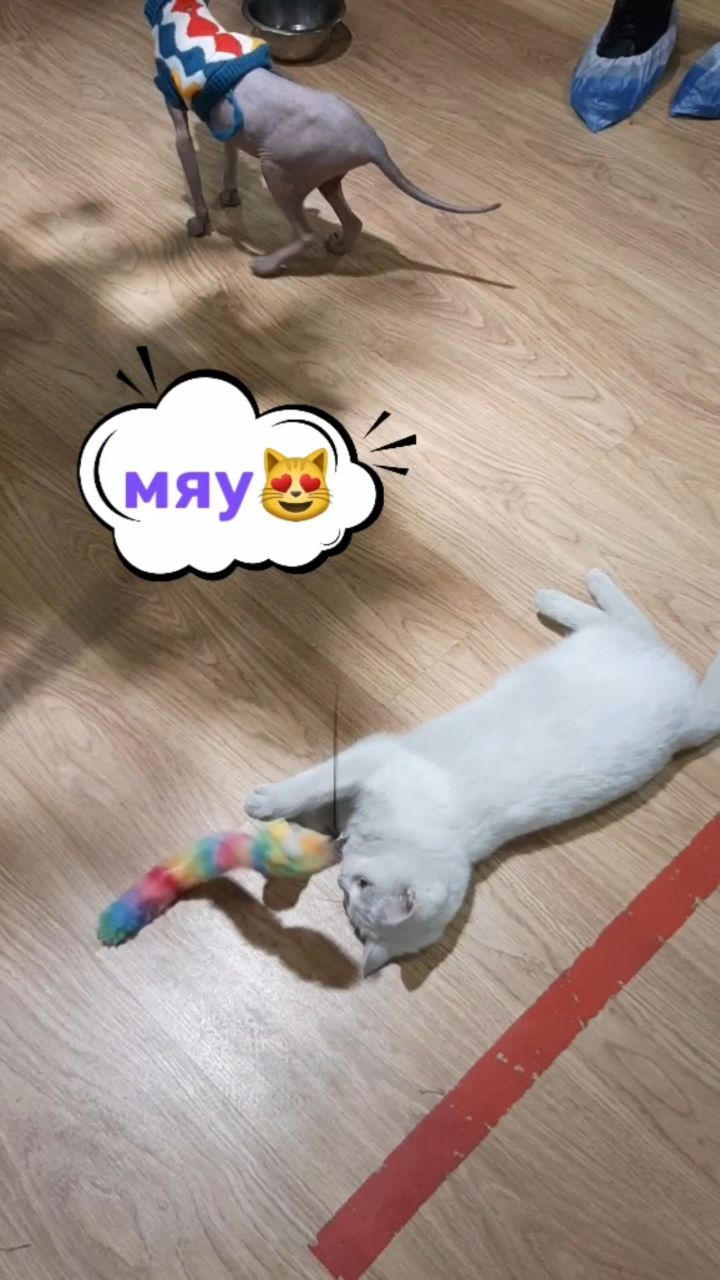 pushistiki в LOOKY. . Выставка кошек🐈🐈🥰...