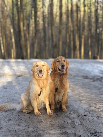 Lipilin_Alexandr в LOOKY. . [#goldenretriever ](...