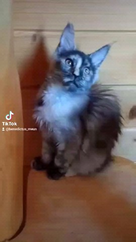 tinorika17 в LOOKY. . Котёнок девочка поро...