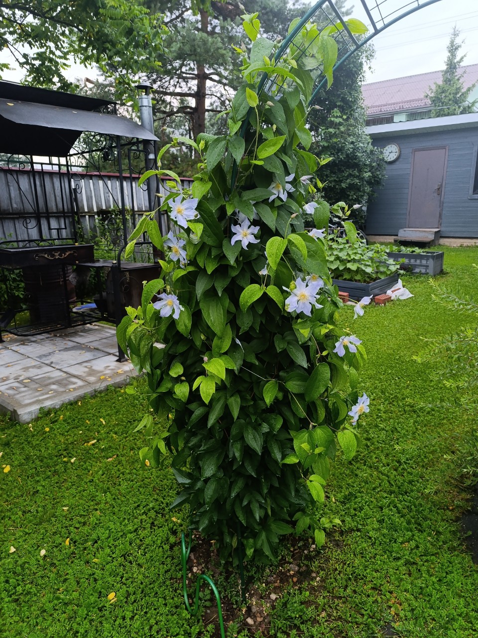 AllaSolo в LOOKY — Клематис зацвёл 🌸🌺🦋
