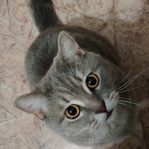 Looky_1721821026361 в LOOKY. #котиклямур. #котиклямур