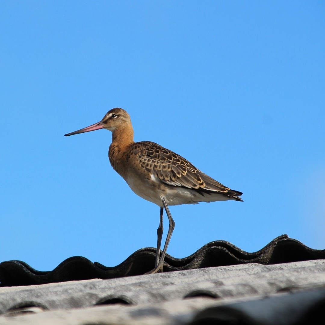 Sibirianka в LOOKY — [#кулик](кулик) [#птица](птица) [#bird](bird) 