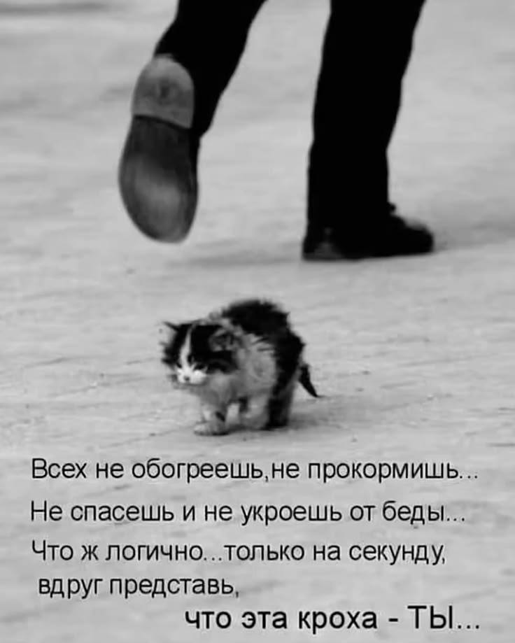 Zoozashita_1784473998Masha в LOOKY — Представь.. [#зоозащита ](зоозащита)