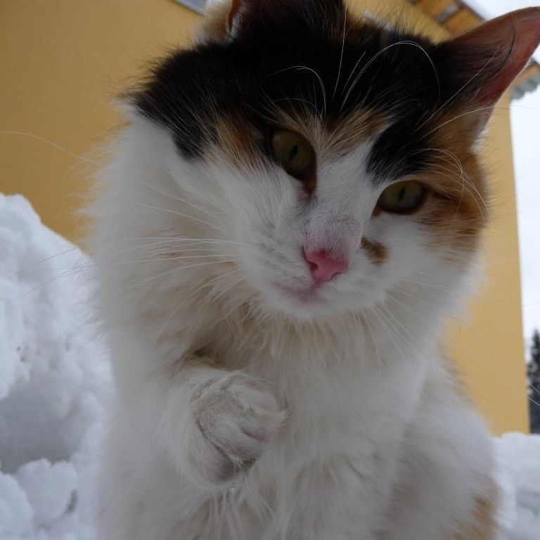 vetklinika.brb в LOOKY — Японский бобтейл. Всё о породе. 

😻 Японский бобтейл - очар