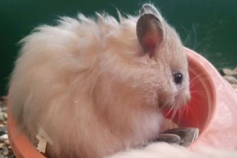Анна_ЗОЖ_Хелфкоуч in LOOKY. . Лучшие хомячки в Сан...