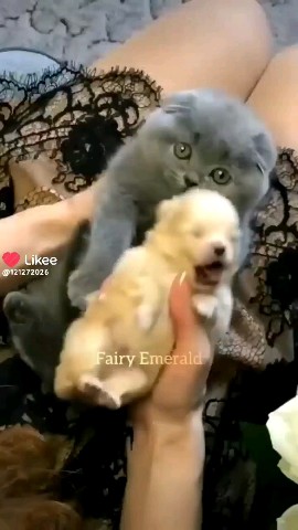 Matildadjerf в LOOKY. #cats,#puppy,#dog. Hey one in a million...