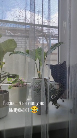 viktoriyasosedskaya в LOOKY. . Сара в поисках выход...