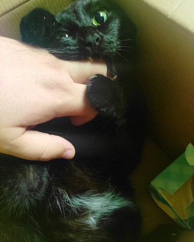 Looky_172597879110959 в LOOKY. #клякса,#котики,#кусь. Кусь
#клякса #котики...