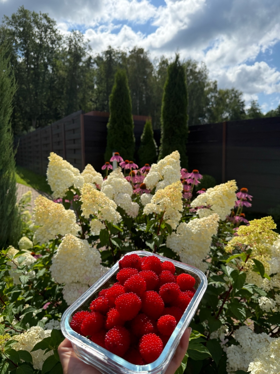 catherine___garden