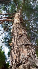 nina_melekhova в LOOKY. #золотороссии,#геленджик,#горы,#looky,#looky_you,#looky_топ
#looky_контент,#looky_блогер,#looky_рекомендации,#you,#looky_top,#looky_пост
#nina_melekhova,#nina_neiro,#март,#море,#небо,#закат,#100днейдолета,#первоцветы,#скоролето,#рилс,#looky_reels,#looky_рилс. Всем добрейшего весе...