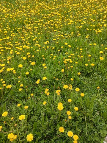 Даниил в LOOKY. . 🌼 Поляна с одуванчи...