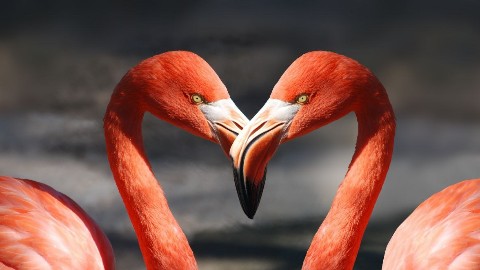 Austin в LOOKY. #nature,#love,#flamingo,#suomi,#россия. Moi suomalaiset! 🇫�...