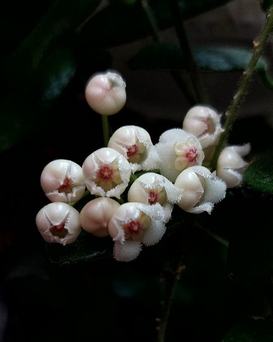 lenok.dor в LOOKY. . Hoya Rotundiflora