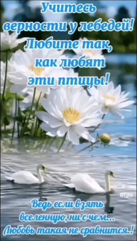ВОЛК СЕРЫЙ в LOOKY — публикация
